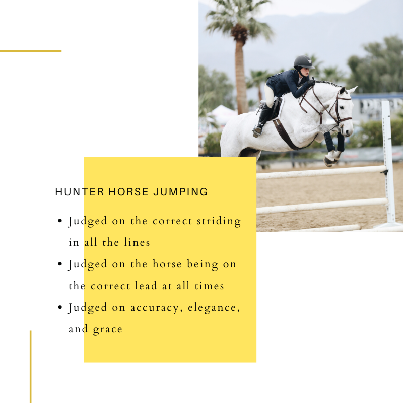 Riding Style and Rules of Hunters Versus Jumpers Knotty Girlz