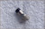 MONSTER CABLE Metal Circular 5 Pin Audio Line Plug (Female) USED