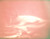 IE International Super 8  Film THE KINGDOM OF THE SEA  Man Beneath The Sea Colour With Sound (1975 N59)