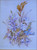 Quality AUDREY RUSSILL (Australia) Wildflowers (KP1) 452mm H x 372mm W  Framed Watercolour Art Print
