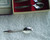 1950's A1 Silver Plate RODD (Australia) STARDUST Pattern Teaspoon Set (6) (Original Box Including Certificate Of Guarantee) Very Good Condition