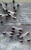 CEB M205 Glass Fuses (Fast Blow) Assorted Currents NEW Old Stock