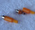 Budget RCA Line Plug (Orange Colour Coded) NEW Old Stock