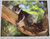 EDUARD DOMIN Set Of Six High Quality Australiana Photographic Prints (Packed In A Tube)