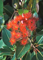 kenwick-galleries-medium-sized-vase-photograph-of-a-red-flowering-gumtree.jpg