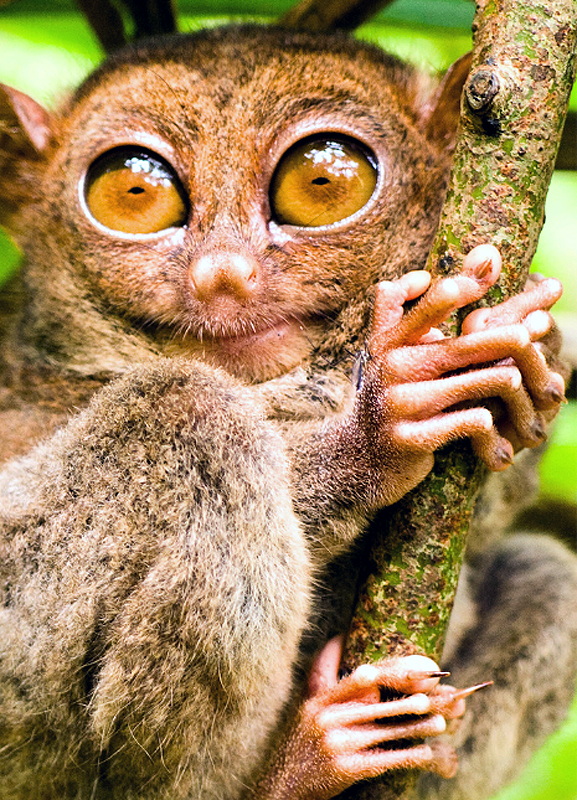 strange-creature-in-philippines.png