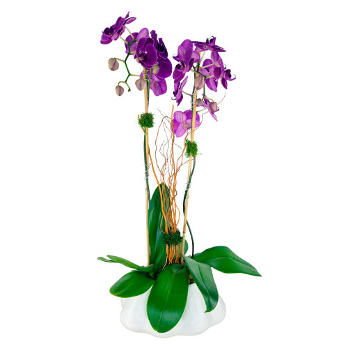 twin orchid grace (copy)