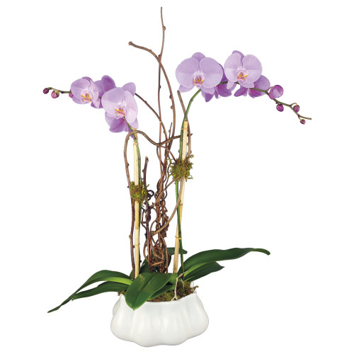 Purple Grace
