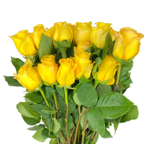 ROSE 40/CM 24 STM (+colors)