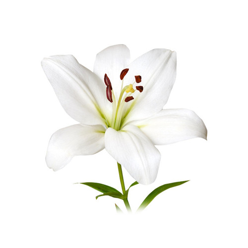 LILY ORIENTAL WHITE 5 STEM BU