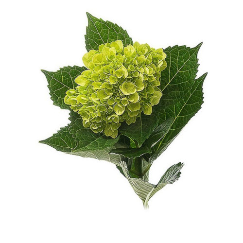Hydrangea Petite Green