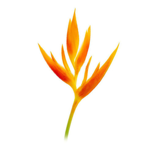 Heliconia Golden Opal 5 Stem Bunch