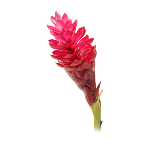 Ginger Red or Pink 5 stem bu