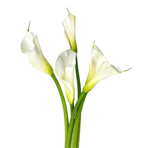 Calla White Long Open Cut 5 Stem Bunch