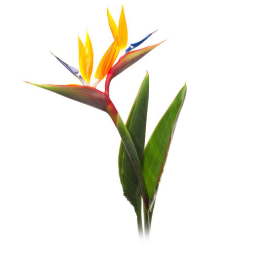 Bird Of Paradise 5 stem bu