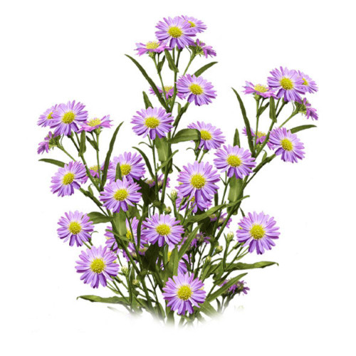 ASTER PURPLE/ LAVENDER 10 STEM BU