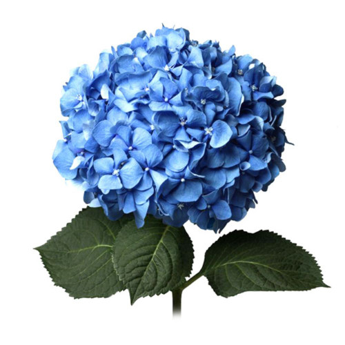 Hydrangea Blue/White Standard Stem.