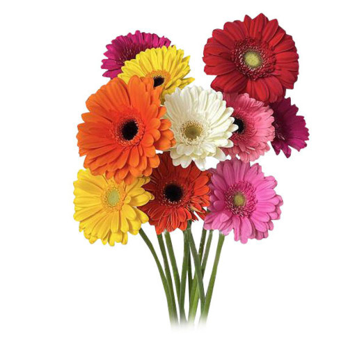 Gerbera Daisies 10 stem bu.