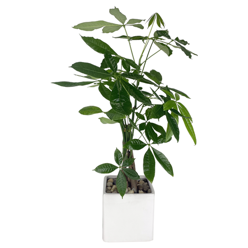 Money Tree Classic