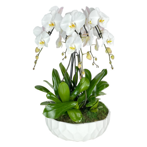 Swan Orchid Garden