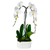 vday garden orchid