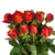 ROSE 50/CM 24 STEM