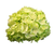 Hydrangea Lime
