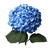 Hydrangea Blue/White Standard Stem