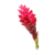 Ginger Red or Pink 5 stem bu
