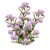 ASTER PURPLE/ LAVENDER 10 STEM BU
