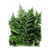 LEATHER LEAF BU