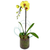 ORCHID POP