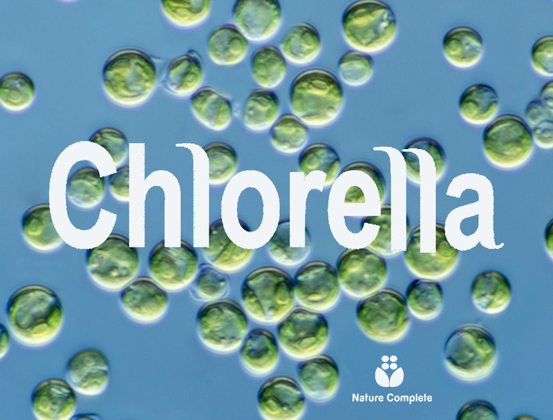 Your Superfood Guide: What Is Chlorella? Your Superfood Guide: What Is Chlorella?