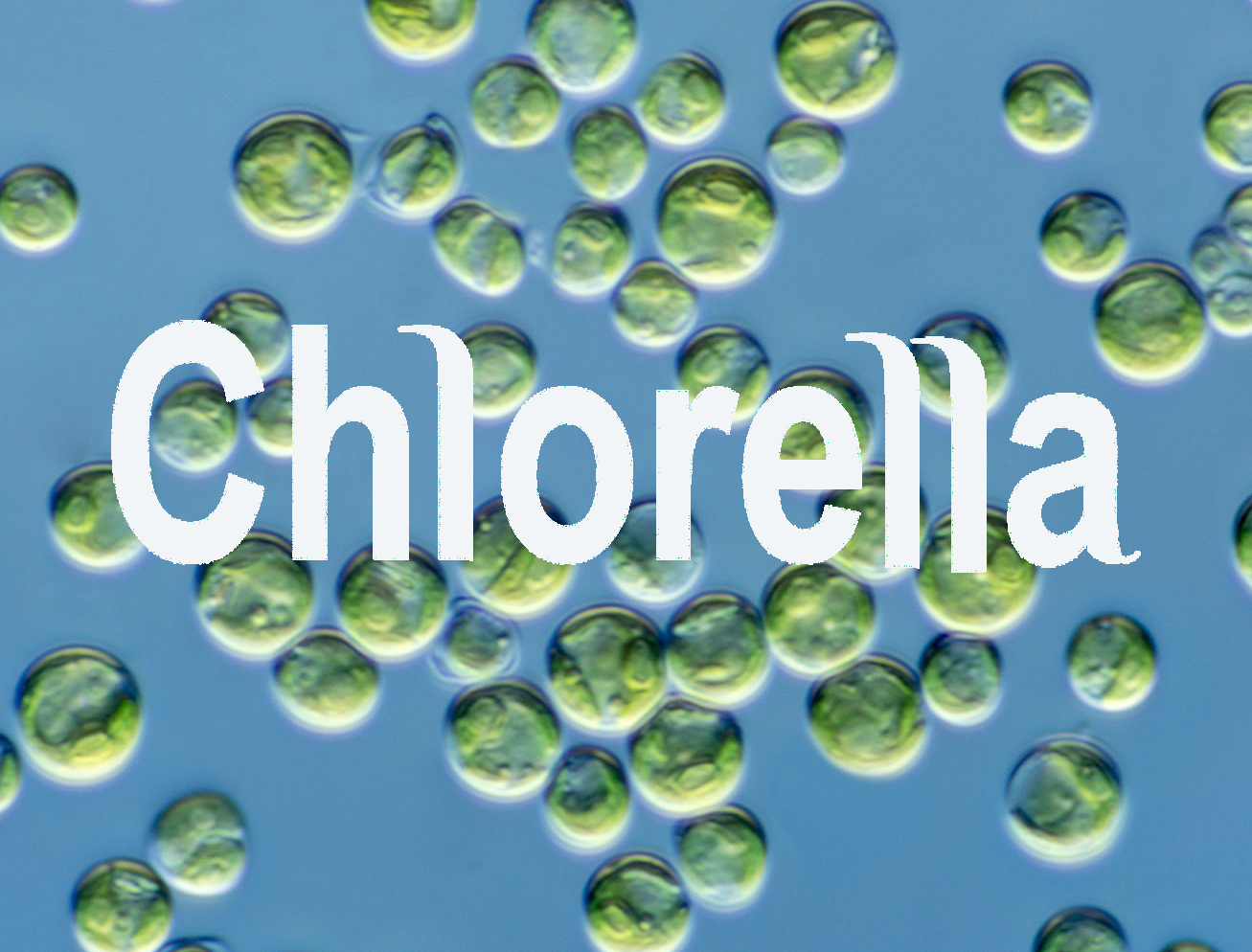 Can Chlorella Treat A Condition?
