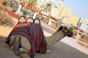 Camel Camel