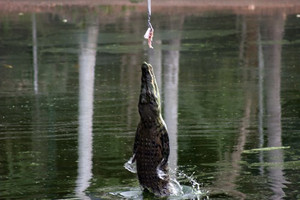 Crocodile Feeding at Crocodylus Crocodile Feeding at Crocodylus