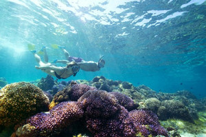 Snorkelling Off Lord Howe Island (Destination NSW) Snorkelling Off Lord Howe Island (Destination NSW)