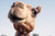 Camels