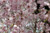 Japanese cherry blossoms