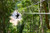 Ziplining In Belize