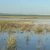 Flooded grassland and shallow water on a Southern African floodplain, with waterbirds in the shallows