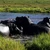 A pod of hippos crowded together in a grassy channel of the Okavango Delta.
