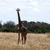 A giraffe standing alone in tall dry grass in front of green woodland.