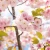 Clusters of pink cherry blossom and fresh green leaves against a blue spring sky in Kyoto.