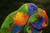 Rainbow Lorikeets