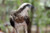 Birds of Prey at Territory Wildlife Park