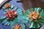 Water Lillies Water Lillies