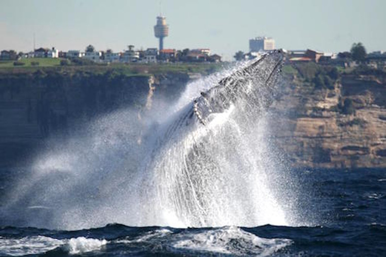 Whale Watching Off Sydney