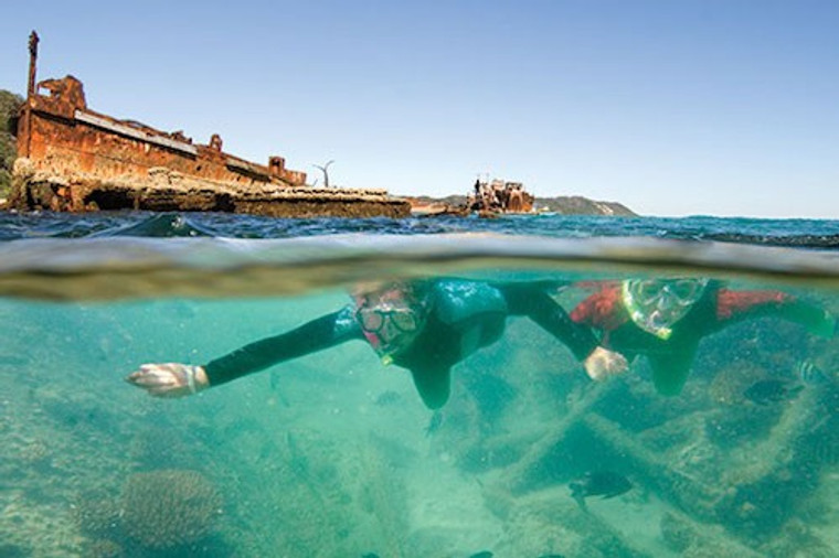 Moreton Island's Dolphins