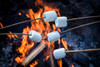 Marshmallow Roast Fragrance Oil